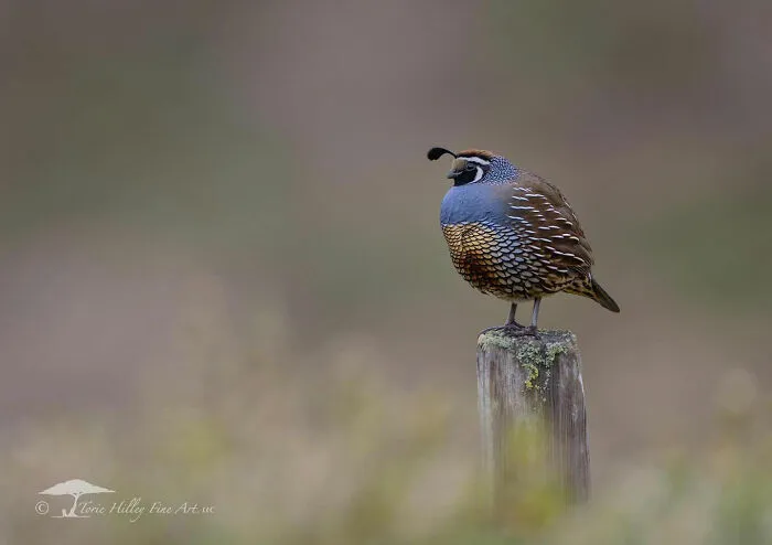 Quail perched on a wooden post, showcasing the raw beauty of wildlife in a serene natural setting.