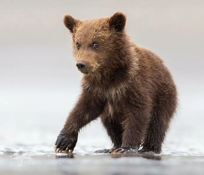 This Photographer Traveled Across The World And Captured These 30 Stunning Wildlife Moments