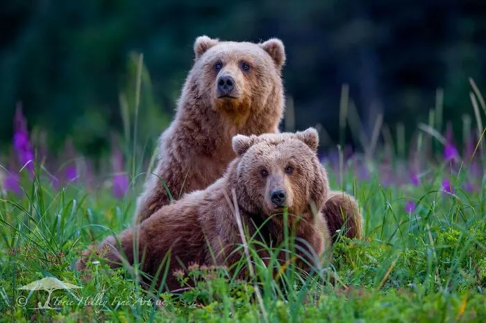 Two brown bears in a vibrant meadow, showcasing the raw beauty of wildlife.