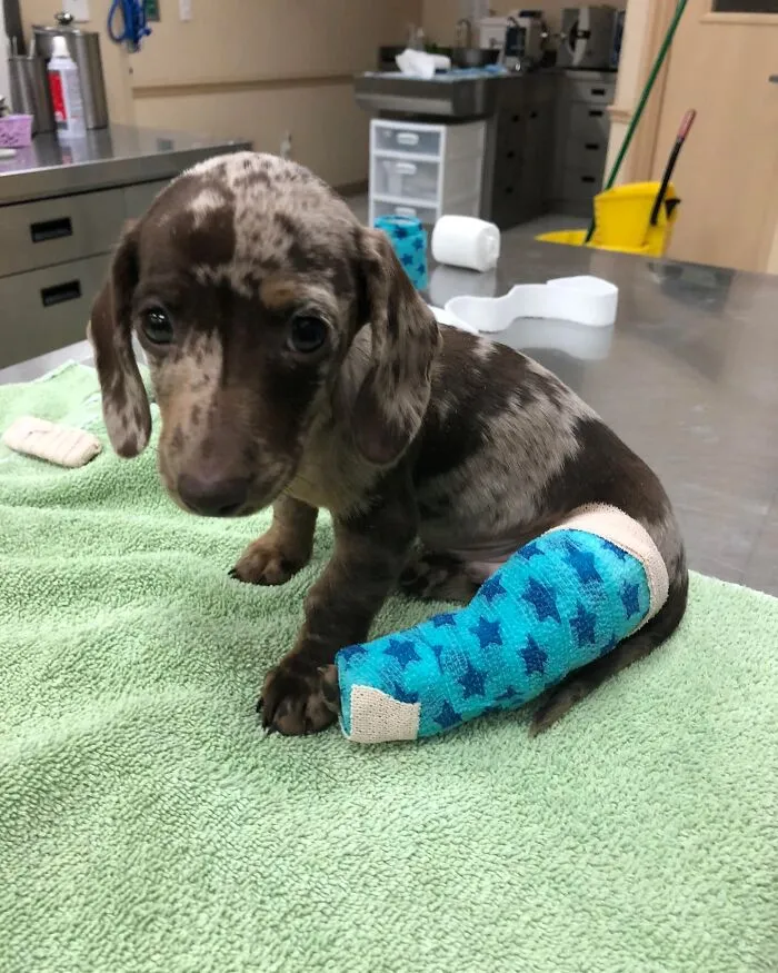 Dogs With Casts