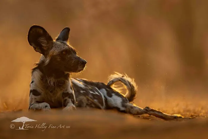 This Photographer Traveled Across The World And Captured These 30 Stunning Wildlife Moments
