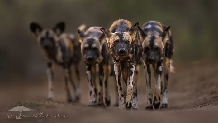 Pack of wild dogs walking in a line, showcasing the raw beauty of wildlife in their natural habitat.