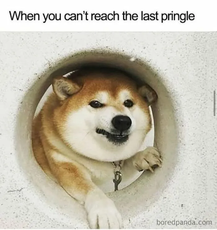 Shiba Inu dog reaching through a circular hole with a funny expression, a meme for daily laughs and improving your day.