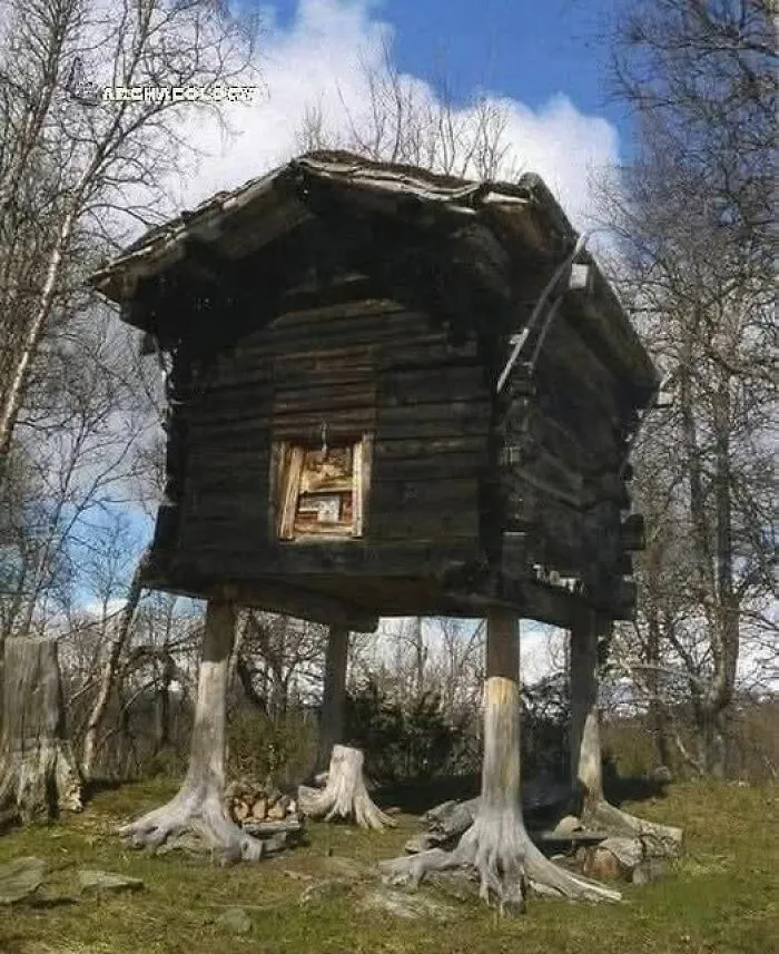 Elevated ancient wooden structure supported by carved tree roots in a natural outdoor setting, highlighting archaeology and architecture.
