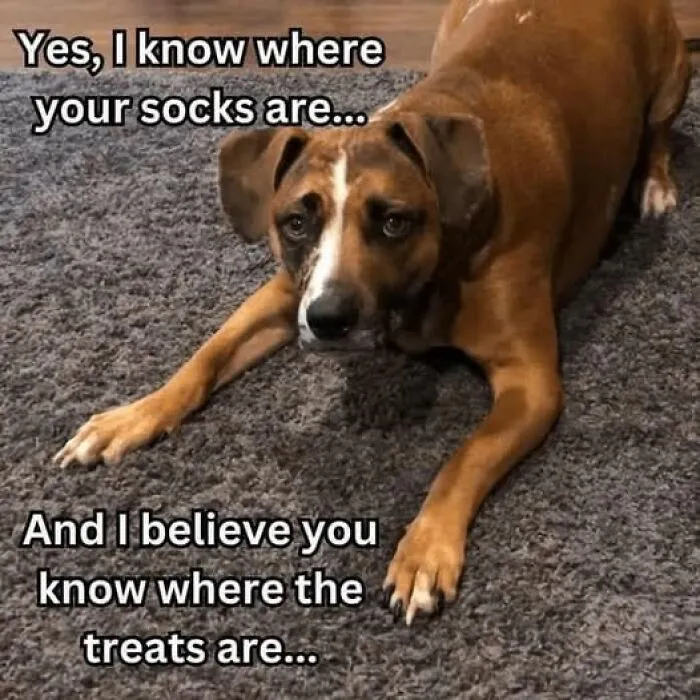 Brown dog lying on carpet with meme text about knowing where socks and treats are, featuring funny memes.