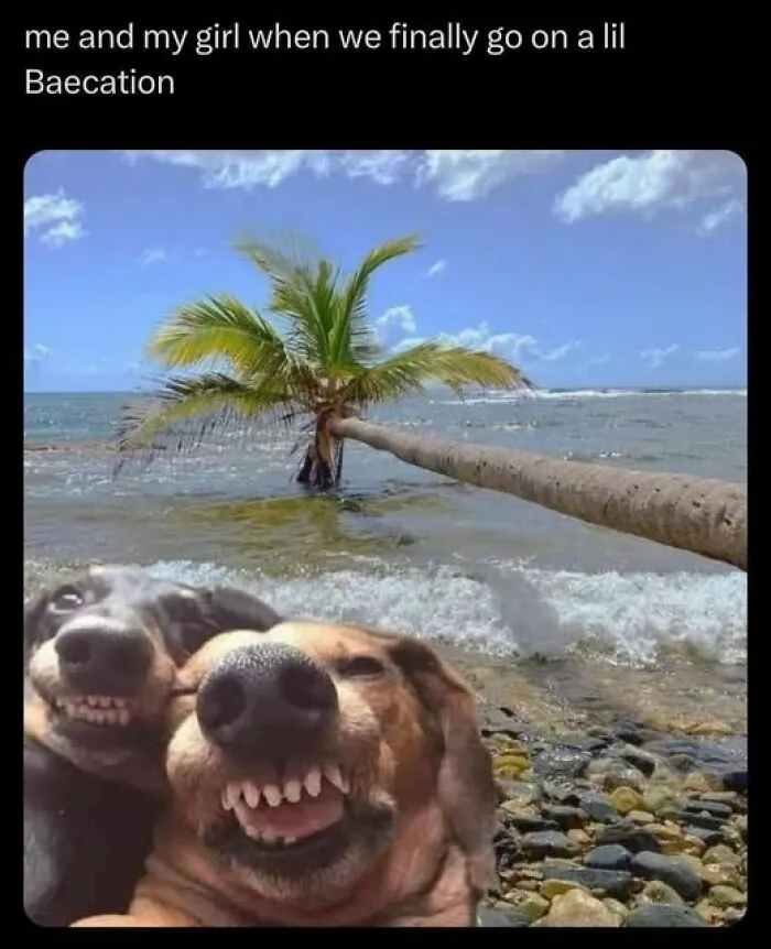 Two smiling dogs taking a selfie by the ocean under a palm tree, perfect for daily laughs and memes to improve your day.