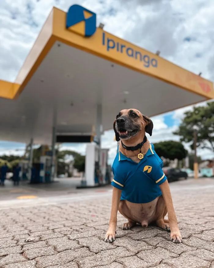 From Street Dog To Gas Station Star: The True Story Of Matuê, The Pup Who Won Over A City — And The Internet-Interview (24 Pics)