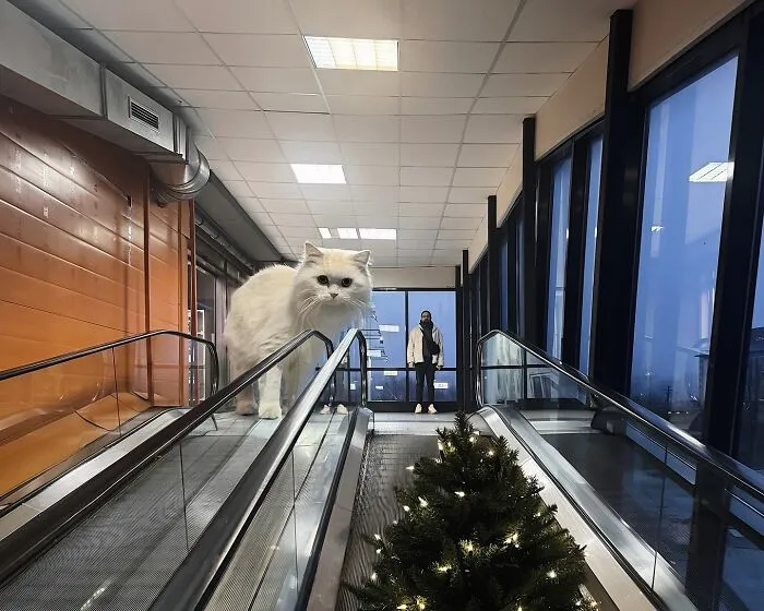 Giant cat on an escalator in a surreal world with a person in the background.