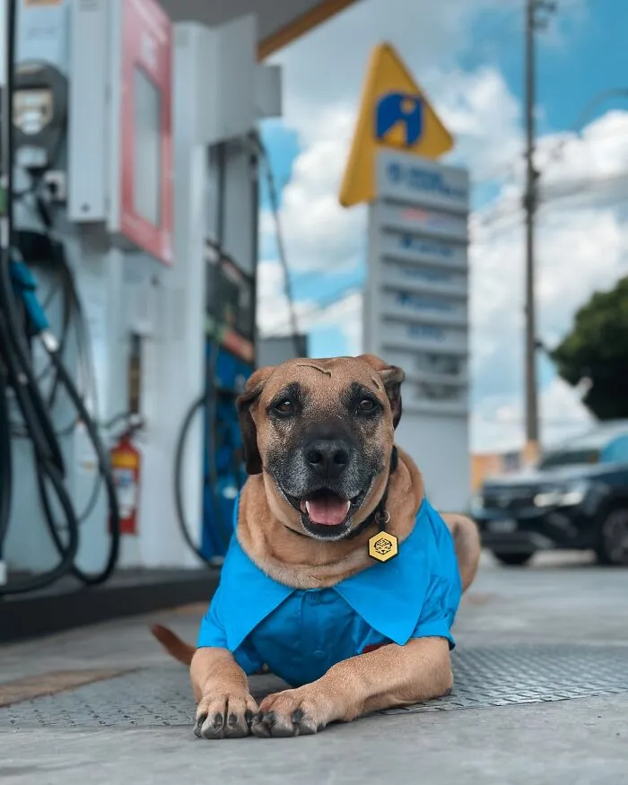 From Street Dog To Gas Station Star: The True Story Of Matuê, The Pup Who Won Over A City — And The Internet-Interview (24 Pics)