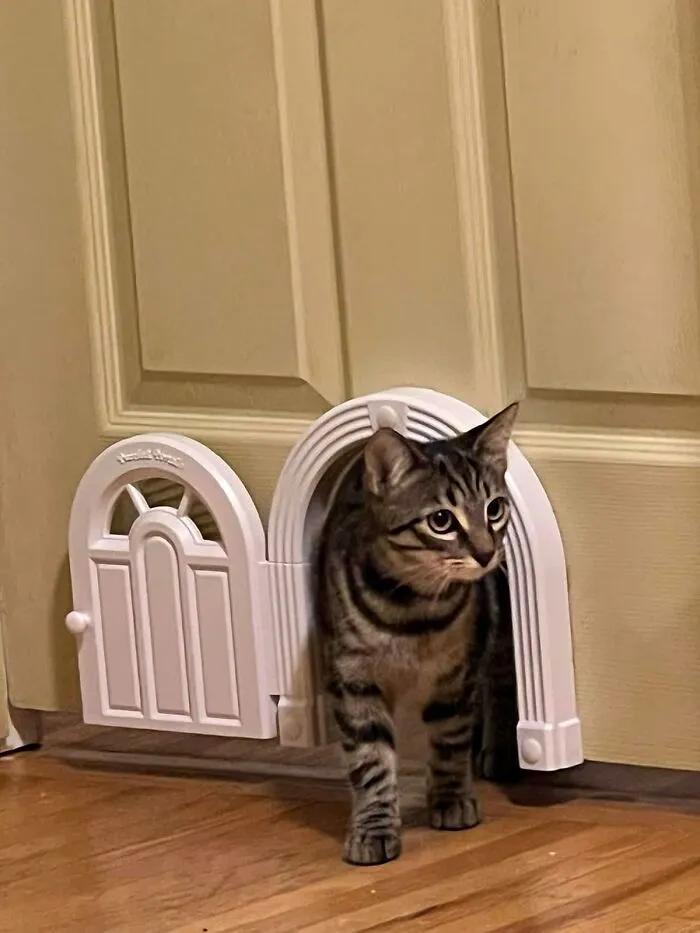 Now Your Cat Can Make Grand Entrances And Exits Like The Tiny Furry Homeowner They Believe Themselves To Be Through A <a Style="Display:inline;" Href="Https://Www.amazon.com/Purrfect-Portal-Interior-Cat-Door/Dp/B08lp287j4?ie=utf8&th=1&linkcode=ll1&tag=bpgazelle-20&linkid=d447d87c9c219f37161e7cea625982d6&language=en_us&ref_=as_li_ss_tl" Target="_blank"><span Style="Font: Inherit; Color: #d74b1f;"> Cat Door That Actually Looks Like A Door </Span>