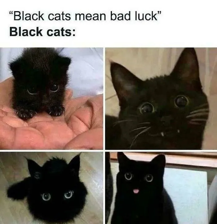 There Are Still People Who Think That Black Cats Are Bad Luck