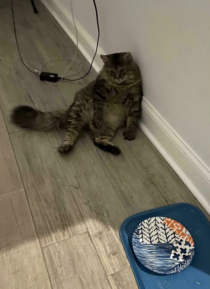 A fluffy cat leans against a wall with a patterned plate nearby, creating a funny and cute scene.