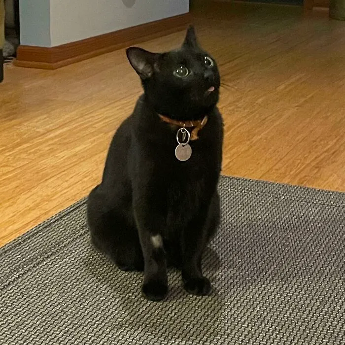 Got His Teeth Cleaned Today. The [medication] Haven’t Worn Off Yet. He’s Been Staring At The Door For 10 Minutes