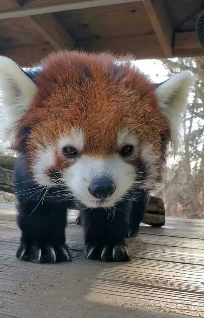 Baby Red Panda