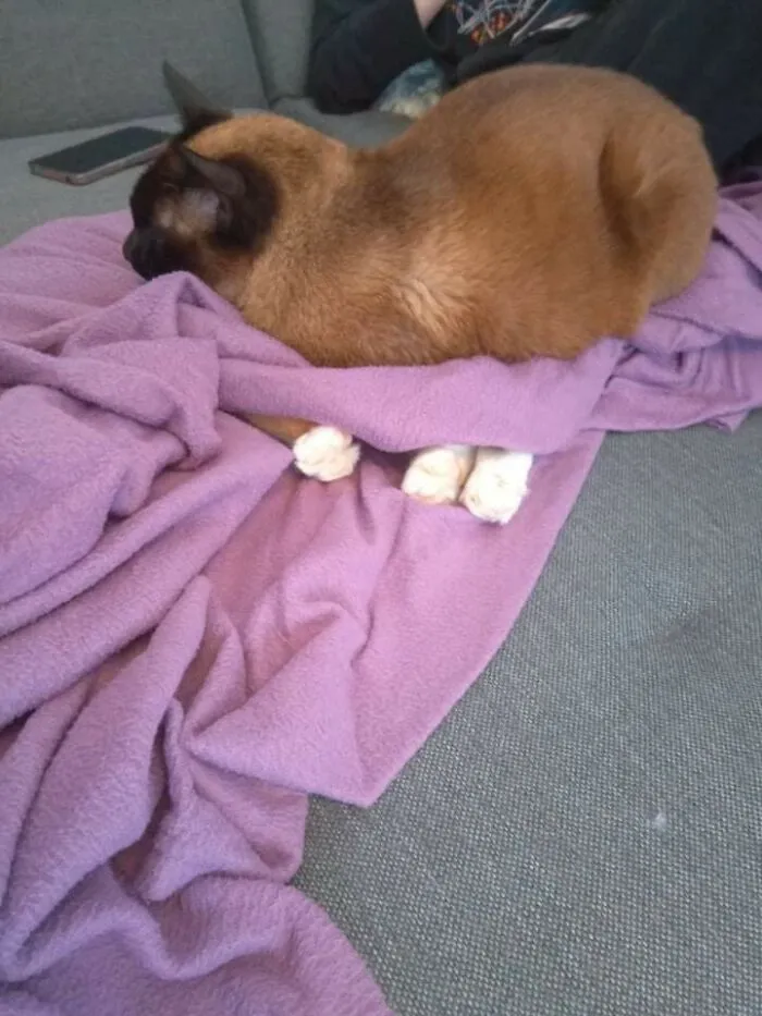 Cute cat sleeping on a purple blanket, showing its paws.