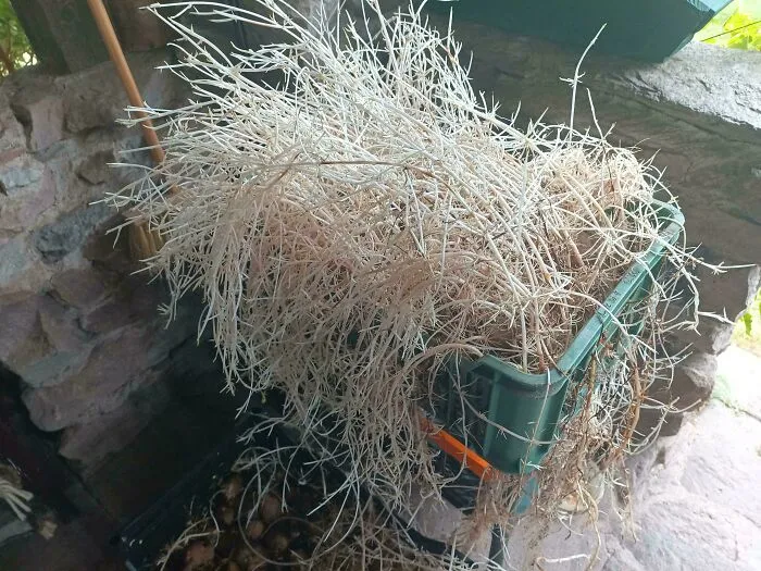 Patatas tras un año en el sótano