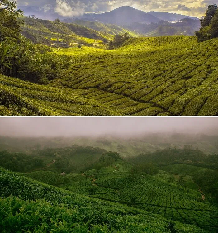 Cameron Highlands, Malaysia And Munnar, India