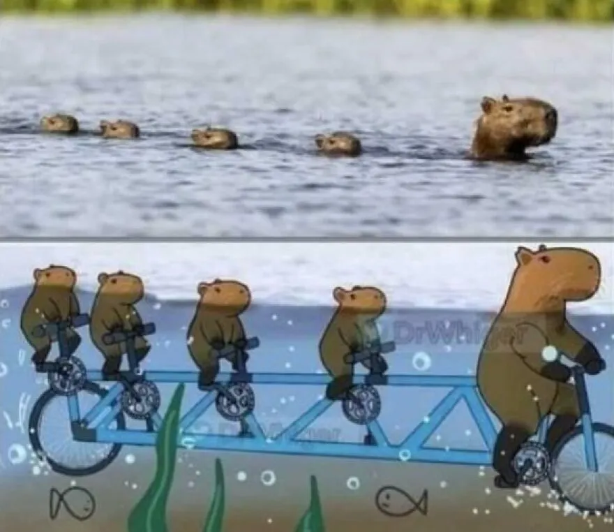 Cute capybaras swimming in a row above an illustration of them riding an underwater tandem bike.