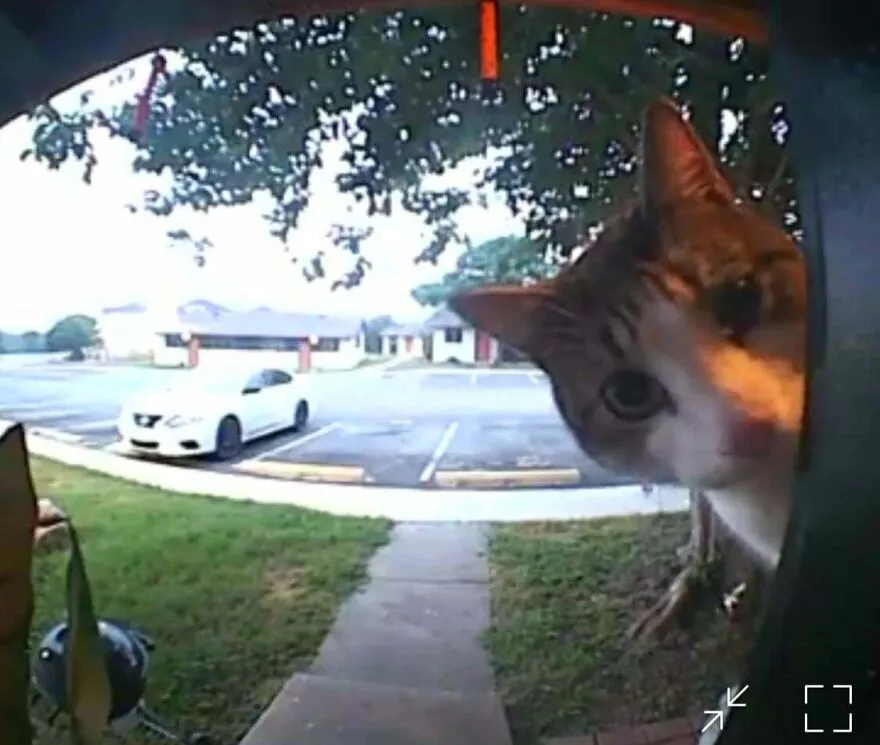 Stray Kitties We Feed Have Figured Out How The Ring Works