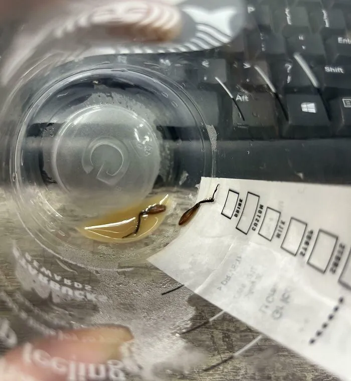 Insectos en vaso de café con teclado de computadora, una de las personas que seguramente estén teniendo un mal día.