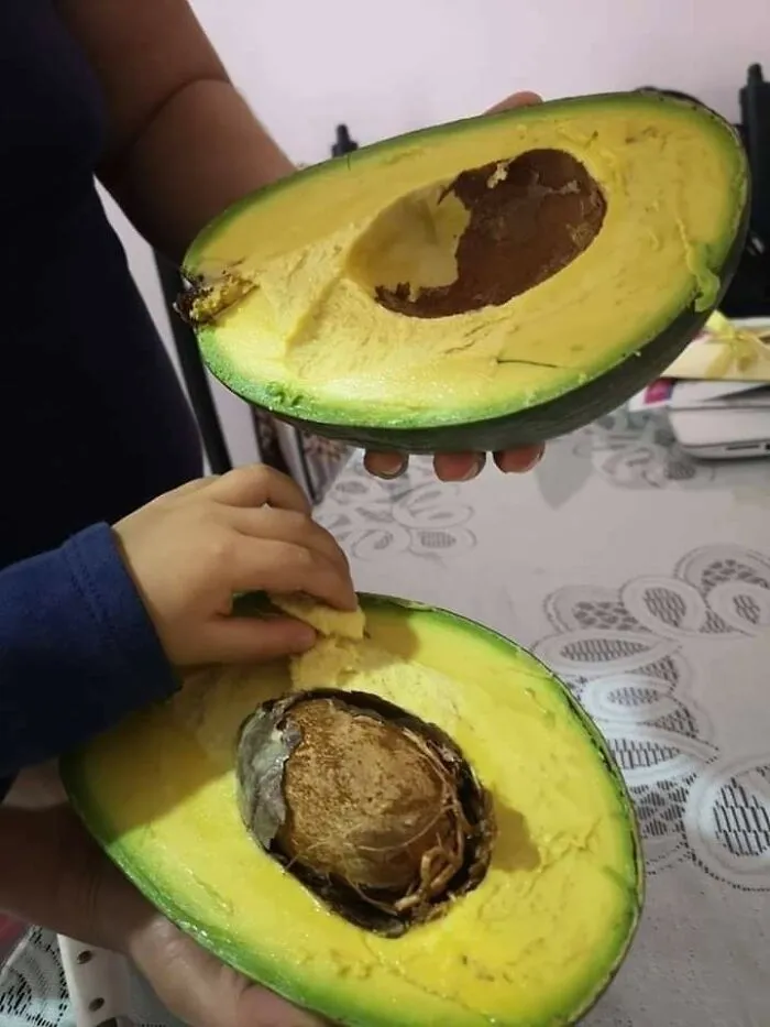 Giant Yucatan Butter Avocado
