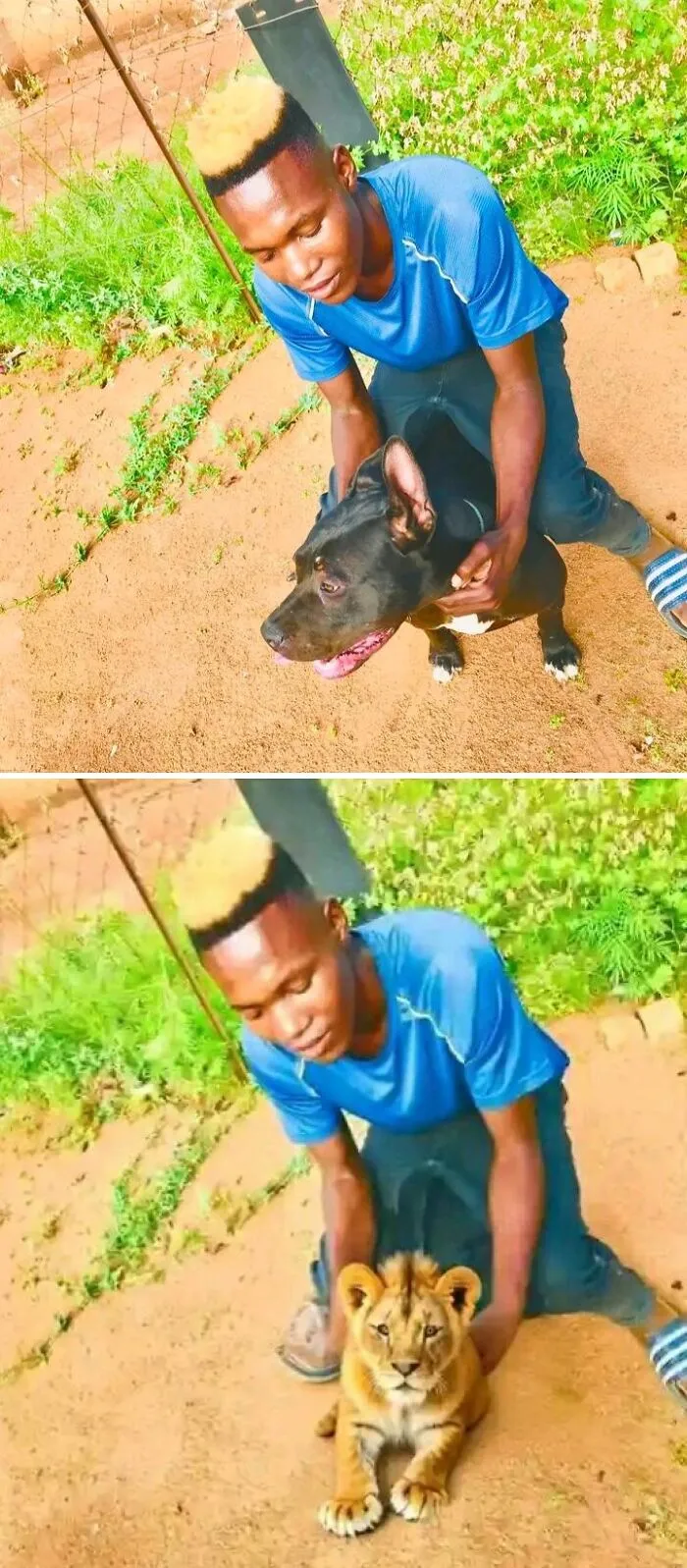 Remove The Dog And Put The Lion Please