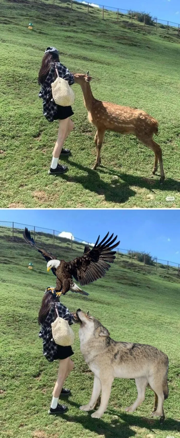 Please Edit The Animals More So It Will Be More Lively And Aesthetic