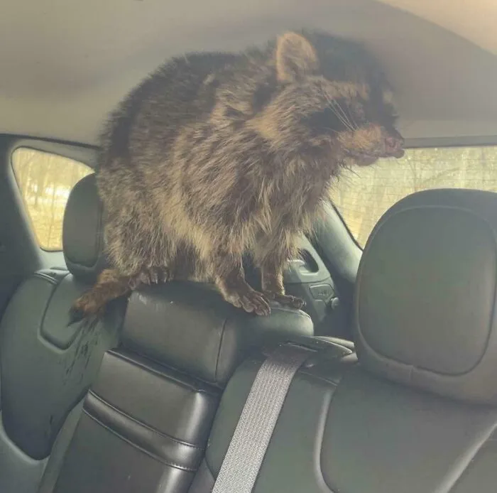 Is This Raccoon Rabid? I Had To Move It And I Got Bit 