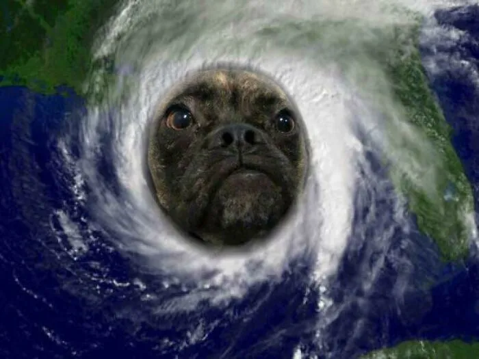 My Dog's Name Is Arthur. And Since There Just So Happens To Be A Hurricane On The Way With The Same Name, My Boyfriend Decided This Was Appropriate