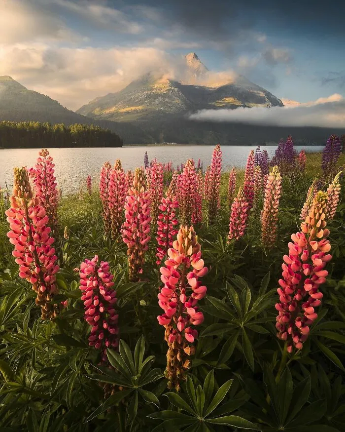 Lupines On The Shores Of Lake Sils, Upper Engadine Valley, Grisons, Switzerland