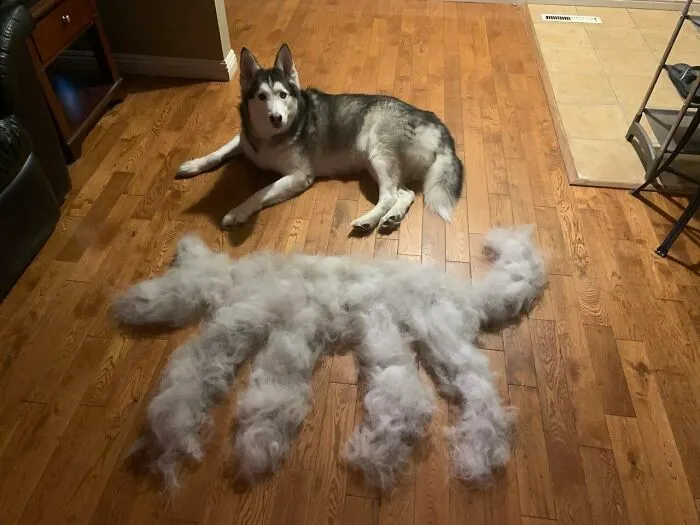 Mi novio se ha hecho otro perro tras cepillar a su husky