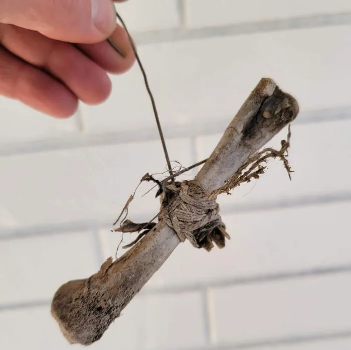 Hueso antiguo con cuerda seca sostenido a mano, sorpresa encontrada por personas asustadas tras mudarse a casa nueva