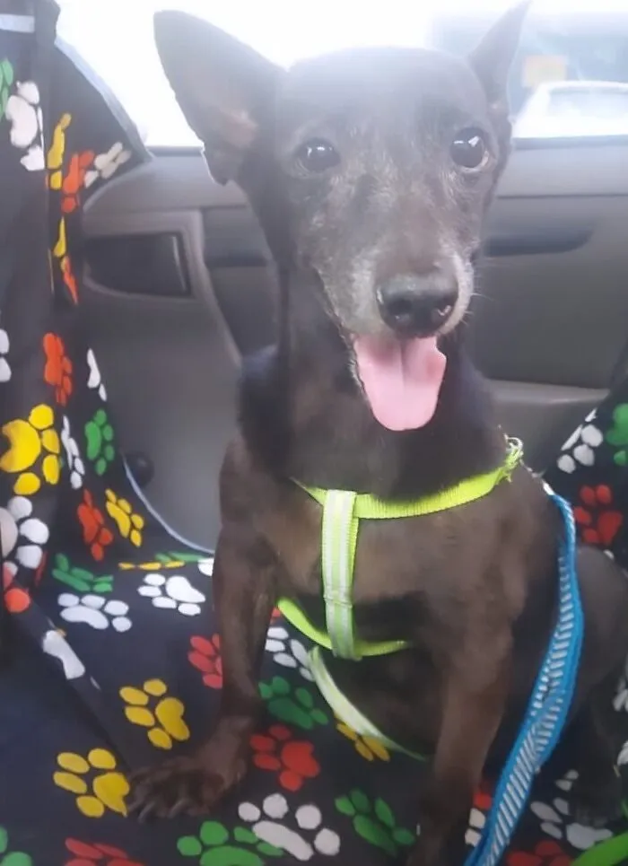 33 Times This “Pet Taxi” Driver Has Taken Cute Selfies With His Furry Customers (New Pics)
