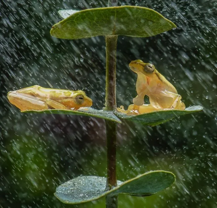 Magical Wildlife Photography By Ajar Setiadi (38 Pics)