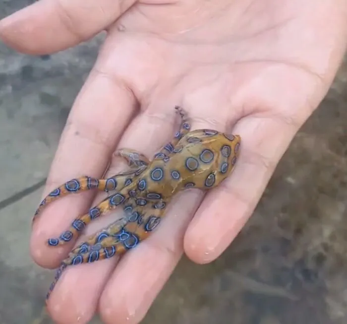 Cuando tu hijo recoge una de las criaturas más mortíferas del mundo