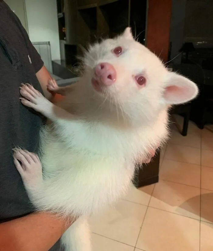 This Is What An Albino Raccoon Looks Like