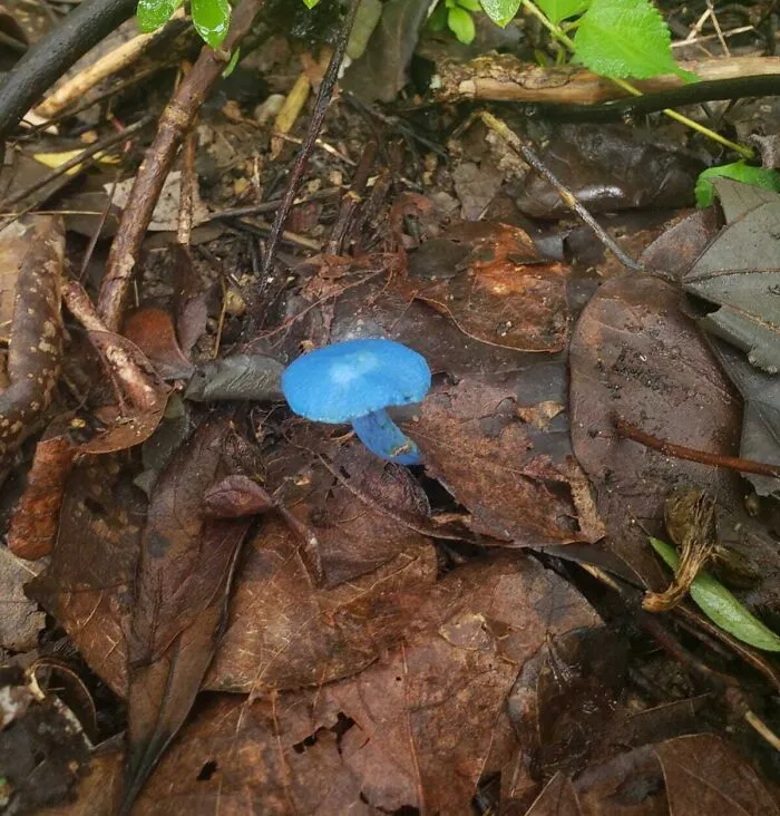 I Came Across A Blue Mushroom