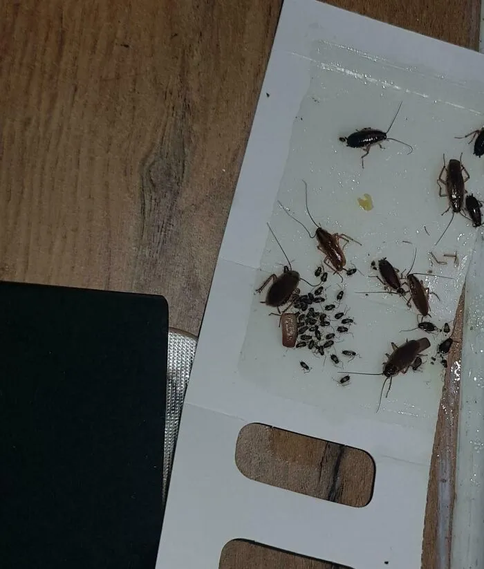 Boss Says The Office Has No Roaches
