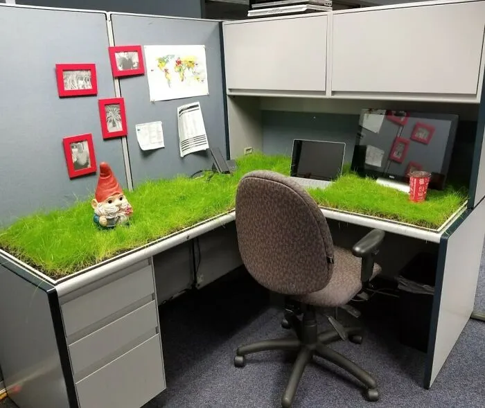 My Coworker Went On Maternity Leave, So We Decided To Grow A Lawn On Her Desk
