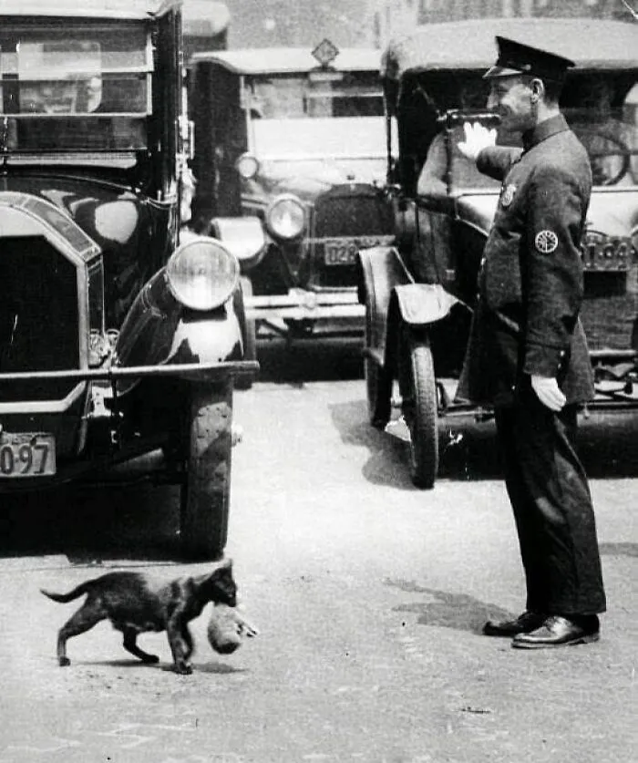 An Officer Halts Traffic To Make Way For A Cat Carrying A Kitten Across The Street, 1925