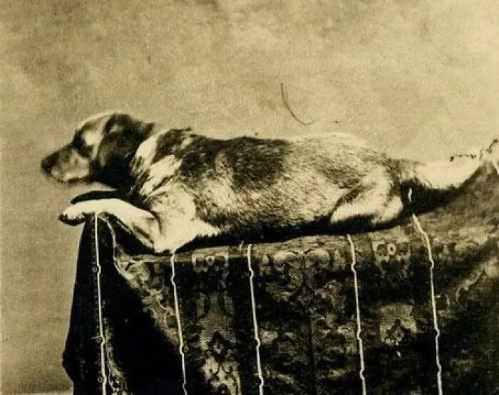 Abraham Lincoln's Beloved Mutt Fido, The First Presidential Dog To Be Photographed, 1861