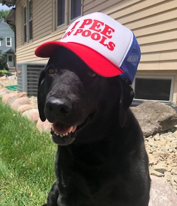The Ultimate Fashion Statement For The Unapologetically Immature, The <a Style="Display:inline;" Href="Https://Www.amazon.com/Goozler-Pools-Funny-Dare-Gift/Dp/B01f0i7kdg?ie=utf8&th=1&psc=1&linkcode=ll1&tag=bplion-20&linkid=08dc3120e1d4322ea106eadbd065dcd0&language=en_us&ref_=as_li_ss_tl" Target="_blank"><span Style="Font: Inherit; Color: #d74b1f;"> "I Pee In Pools" Trucker Cap </Span> Is The Perfect Accessory For Anyone Who Wants To Loudly Proclaim Their Questionable Life Choices