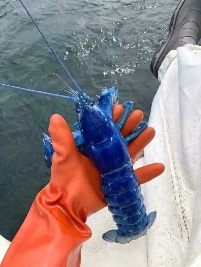 This Blue Lobster Was Caught Off The Coast Of Portland And Returned To The Water To Continue To Grow. Blue Lobsters Are One In Two Million