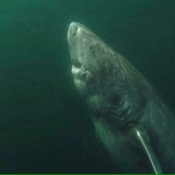 A 392-Year-Old Greenland Shark In The Arctic Ocean Has Been Wandering The Ocean Since 1627