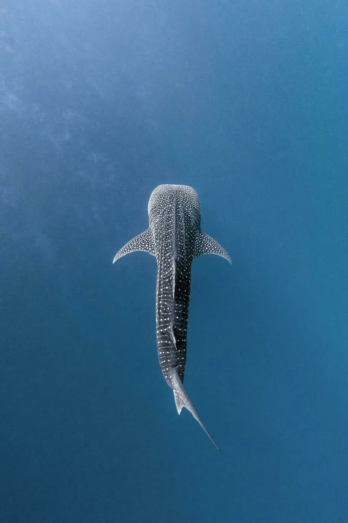 Sharing My Whale Shark Shot