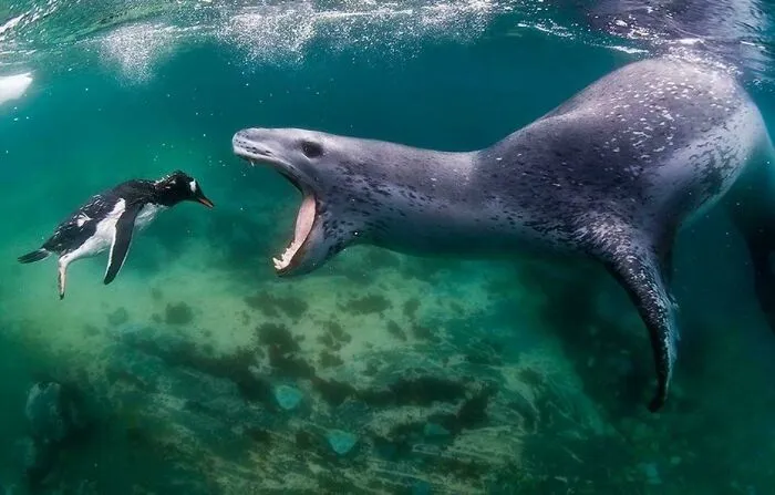 A leopard seal with open mouth pursuing a penguin underwater, highlighting ocean's scary wildlife.