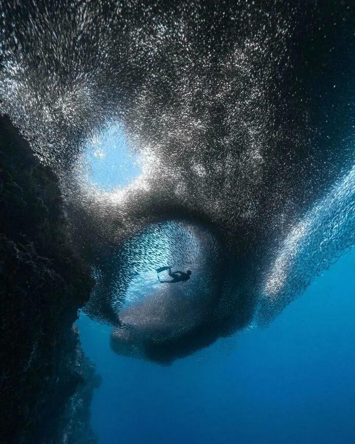 Diver underwater surrounded by a swirling school of fish, depicting an ocean scene that could invoke fear of the ocean.