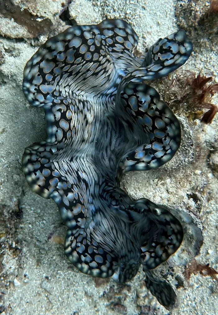 Close-up of a giant clam on the ocean floor, showcasing its intricate patterns in a marine setting.
