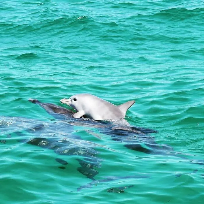 This Baby Dolphin Getting A Ride On His Mother's Back