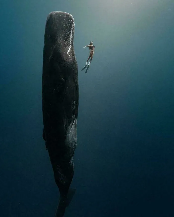 Chilling With The Sleeping Sperm Whale